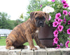 Boxer For Sale Fredericksburg OH Female-Roxie