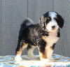 Mini Bernedoodle For Sale Millersburg OH Male-Dusty