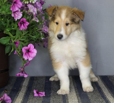 AKC Registered Collie Lassie For Sale Fredericksburg OH Female-Zinnia