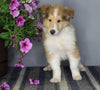 AKC Registered Collie Lassie For Sale Fredericksburg OH Female-Zinnia