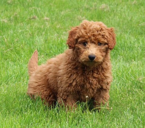 Mini Poodle For Sale Fresno OH Male-Hank