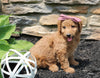 Mini Goldendoodle For Sale Sugarcreek OH Female-Sage