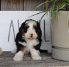 Mini Bernedoodle For Sale Millersburg OH Female-Paige