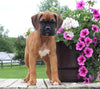 Boxer For Sale Fredericksburg OH Female-Rita