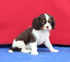 AKC Cavalier KCS For Sale Millersburg OH Male-Cooper