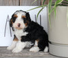 Mini Bernedoodle For Sale Millersburg OH Female-Paige