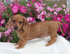 ACA Registered Dachshund For Sale Fredericksburg OH Female-Cindy