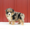 Australian Shepherd For Sale Holmesville OH Female-Anita