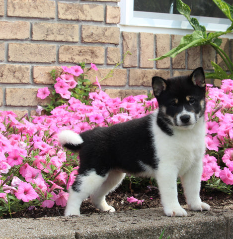 APRI Registered Shiba Inu For Sale Millersburg OH Male-George
