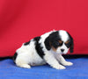 AKC Cavalier KCS For Sale Millersburg OH Male-Flynn