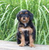 Mini Aussiedoodle For Sale Sugarcreek OH Female-Mindy