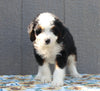 Mini Bernedoodle For Sale Millersburg OH Male-Dana