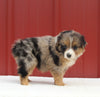 Australian Shepherd For Sale Holmesville OH Female-Anita