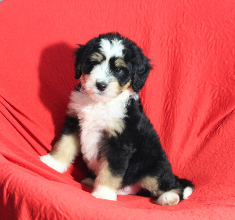 Mini Bernedoodle For Sale Sugarcreek OH Male-Bubbles