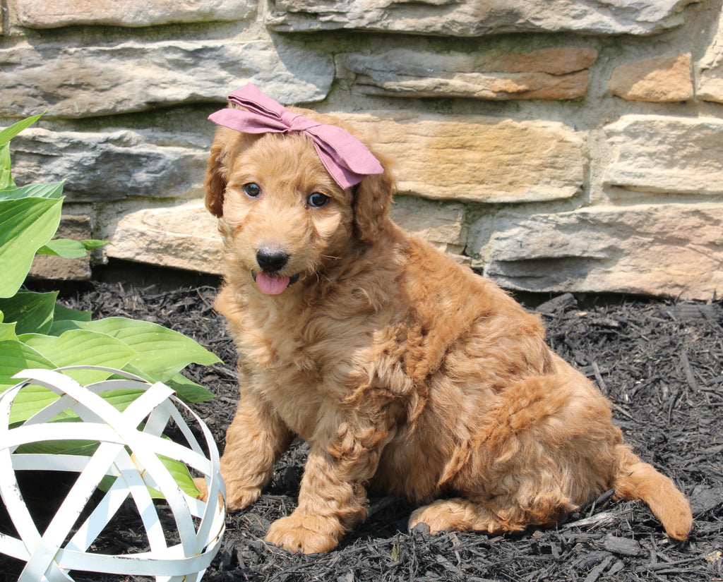 Mini Goldendoodle For Sale Sugarcreek OH FemaleSage AC Puppies LLC