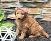 Mini Goldendoodle For Sale Sugarcreek OH Female-Sage