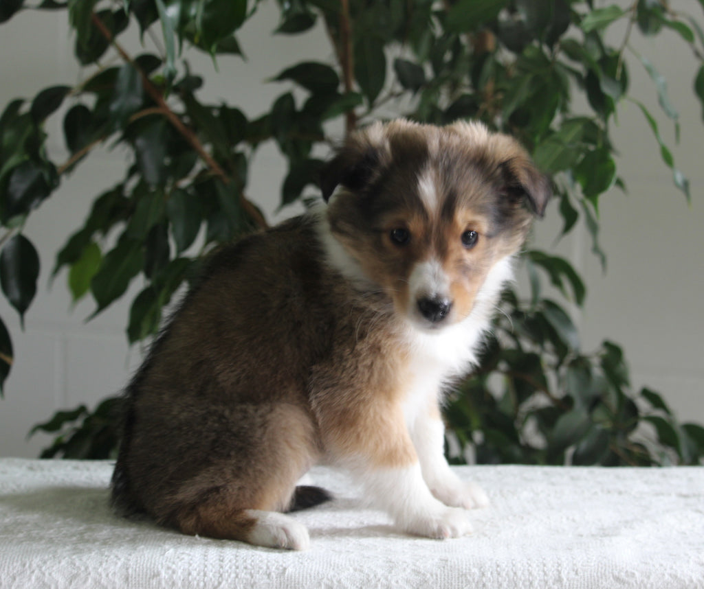 ACA Shetland Sheepdog For Sale Baltic OH FemaleJill AC Puppies LLC