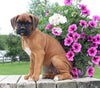 Boxer For Sale Fredericksburg OH Female-Rita