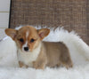 ACA Welsh Corgi For Sale Millersburg OH Female-Cece