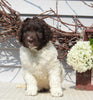 Newfypoo For Sale Sugarcreek OH Female-Olivia