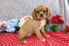 AKC Registered Cavalier KCS For Sale Wooster OH Female-Taylor
