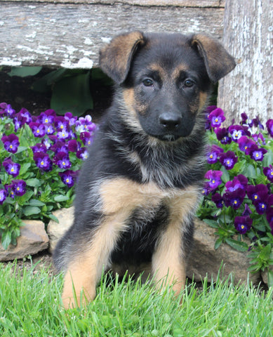 AKC Registered German Shepherd For Sale Millersburg OH Female-Neva