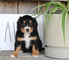 Mini Bernedoodle For Sale Millersburg OH Female-Poppy