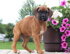 Boxer For Sale Fredericksburg OH Female-Rita