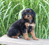 Mini Aussiedoodle For Sale Sugarcreek OH Female-Mindy