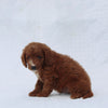 F1B Mini Goldendoodle For Sale Sugarcreek OH Male-Troy