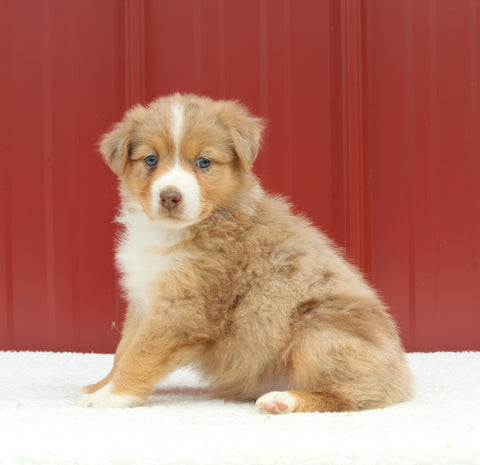 Australian Shepherd For Sale Holmesville OH Female-Annie
