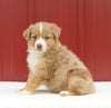 Australian Shepherd For Sale Holmesville OH Female-Annie