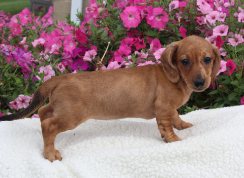ACA Registered Dachshund For Sale Fredericksburg OH Female-Cindy
