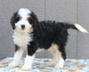 Mini Bernedoodle For Sale Millersburg OH Male-Dana