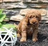Mini Goldendoodle For Sale Sugarcreek OH Male-Bo