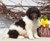 Newfypoo For Sale Sugarcreek OH Female-Olivia