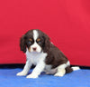 AKC Cavalier KCS For Sale Millersburg OH Male-Cooper