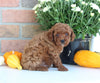 AKC Registered Mini Poodle For Sale Millersburg OH Male-Teddy