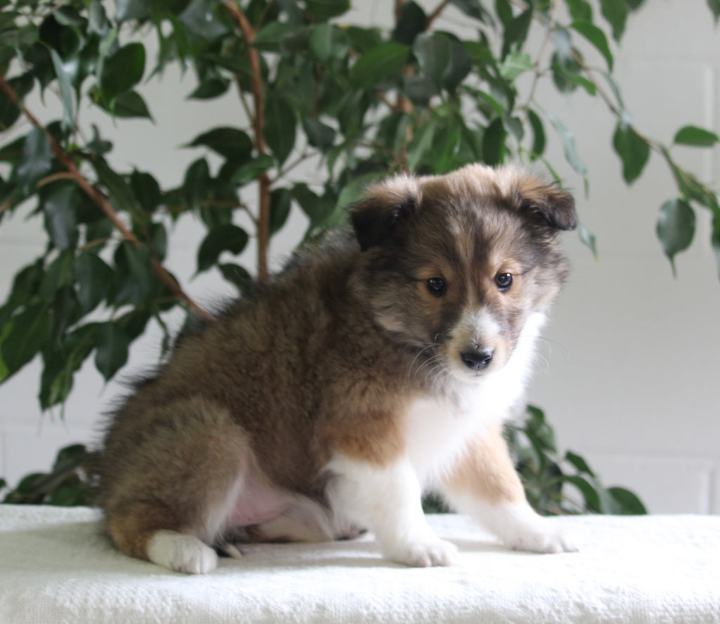 ACA Shetland Sheepdog For Sale Baltic OH FemaleJenny AC Puppies LLC