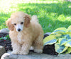 ACA Mini Poodle For Sale Millersburg OH Male-Gabe