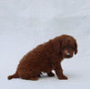 F1B Mini Goldendoodle For Sale Sugarcreek OH Male-Troy