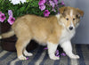 AKC Registered Collie Lassie For Sale Fredericksburg OH Female-Zinnia