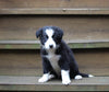 ABCA Registered Border Collie For Sale Warsaw OH Male-Benson