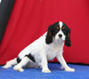AKC Registered Cavalier For Sale Millersburg Male-Charlie