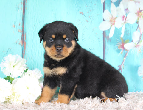 AKC Registered Rottweiler For Sale Sugarcreek OH Female-Zola