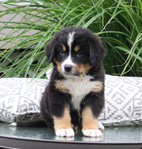 AKC Bernese Mountain Dog For Sale Dundee OH Male-Jake