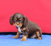 AKC Cavalier KCS For Sale Millersburg OH Male-Skippy
