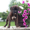 Boxer For Sale Fredericksburg OH Male-Reed