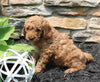 Mini Goldendoodle For Sale Sugarcreek OH Male-Bo