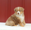 Australian Shepherd For Sale Holmesville OH Female-Annie